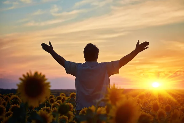Siluetti Onnellinen Onnistunut Maissi Viljelijä Maissipellolla Auringonlaskussa Kädet Ylhäällä Ilmassa — kuvapankkivalokuva
