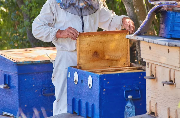 Pszczelarz Pracujący Nad Pasieką Słoneczny Dzień Ramkami Miodu Jako Dowodem — Zdjęcie stockowe