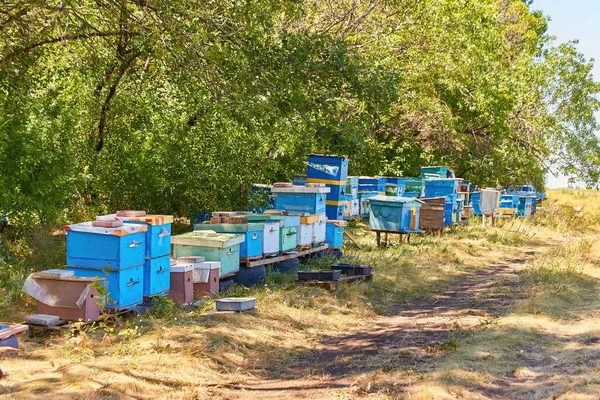 Dům Včelí Důkaz Stojí Řadě Zeleň Stromů Slunečného Dne Vodítka — Stock fotografie