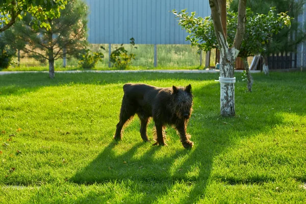 Dog Giant Schnauzer Pet Walking Summer Park — Stock Photo, Image