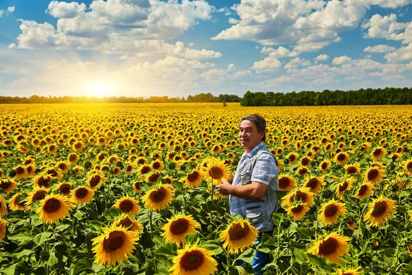 向日葵畑に立って 作物を見て農家 — ストック写真
