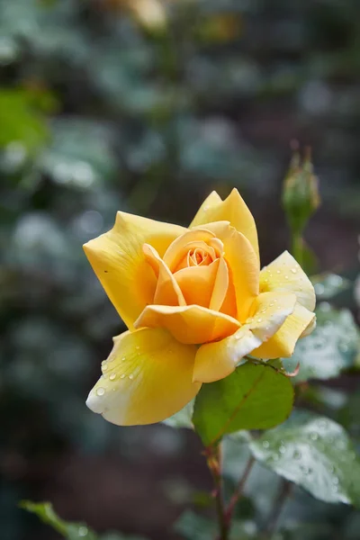 아름다운 장미가 머리를 정원에 준후의 엽서가 배경을 수풀에 떨어져 — 스톡 사진