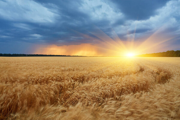 Dark thunderclouds over a wheat field at sunset. The beginning of a hurricane