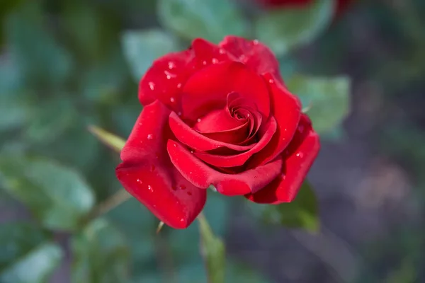 Flor Rosa Vermelha Fundo Canteiros Flores Verdes Gota Orvalho Pétalas — Fotografia de Stock
