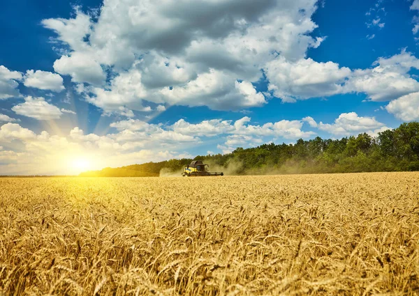 Combine Harvester Working Wheat Field Seasonal Harvesting Wheat Agriculture — Stock Photo, Image