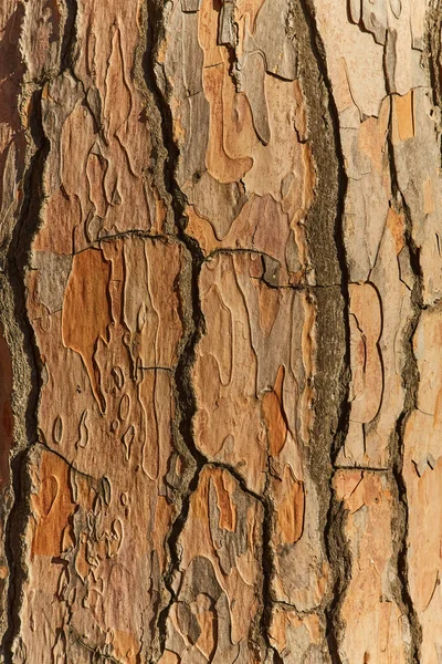 Bark Old Pine Tree Texture Background — Stock Photo, Image