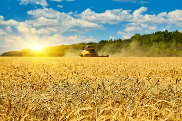 Buğday Hasadını Birleştirerek Olgunlaşmış Buğday Toplar Ziraat Hasat Kırsal Yaşam — Stok fotoğraf