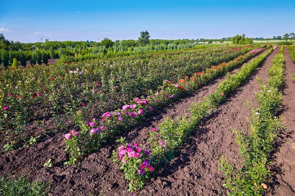 Ogromny Ogród Różany Szklarni Wieloma Kwiatami Polu — Zdjęcie stockowe