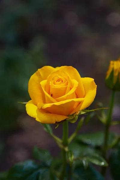 美丽的黄色玫瑰头 有露珠 浇花后的状况在花园里 明信片盖背景 绿叶在灌木丛中 — 图库照片