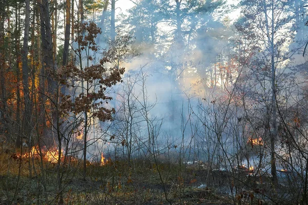 Waldbrand Umgestürzter Baum Ist Bei Flächenbrand Stark Verraucht — Stockfoto
