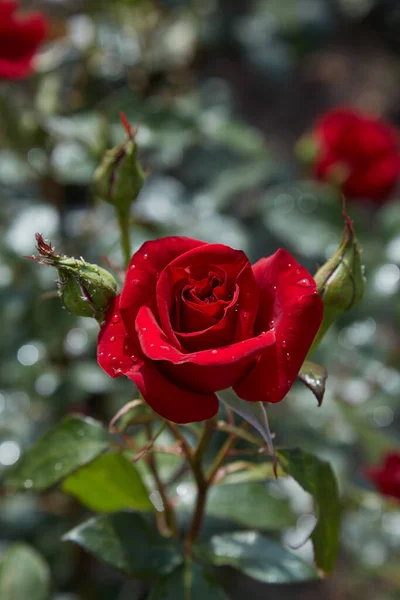Red Roses Bloom Summer Country Garden — Zdjęcie stockowe