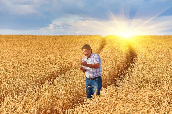 Удовлетворенный Зрелый Фермер Трогает Осторожностью Свое Спелое Пшеничное Поле Перед — стоковое фото