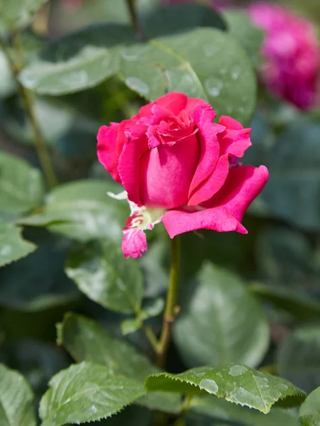 Κόκκινα Τριαντάφυλλα Ανθίζουν Καλοκαίρι Στον Κήπο Της Εξοχής — Φωτογραφία Αρχείου