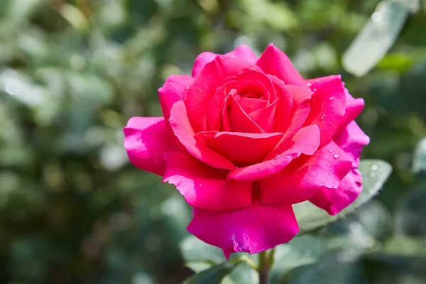 Rosa Bonita Rosa Com Gotas Água Após Chuva Jardim — Fotografia de Stock