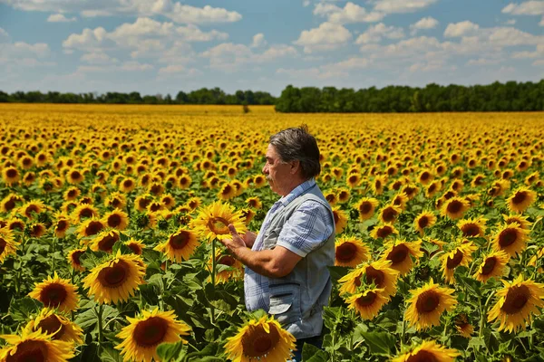 向日葵畑に立って 作物を見て農家 — ストック写真