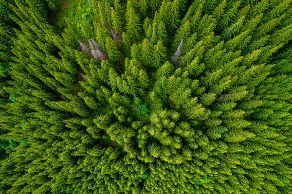 Conifer forest from above. Plantation of spruce trees. Top down aerial view. Background forest view from above, green forest nature texture