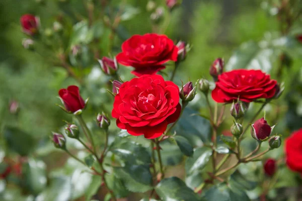 Κόκκινα Τριαντάφυλλα Ανθίζουν Καλοκαίρι Στον Κήπο Της Εξοχής — Φωτογραφία Αρχείου