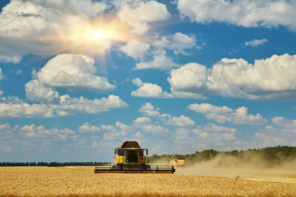 Комбайн Збирає Стислу Пшеницю Сільське Господарство Збирання Врожаю Сільське Життя — стокове фото