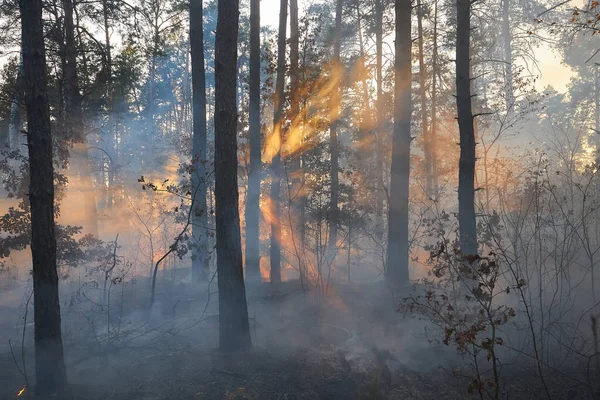 夕阳西下的野火 燃烧着松树林的浓烟和火焰 — 图库照片