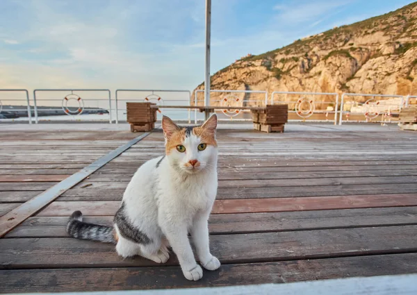 Grey cat sitting on wooden deck or pier, portrait of feline domestic animal looking aside. Pond or lake, river tranquil landscape. Friendly fluffy kitty with cute muzzle. Relaxed expression of kitten