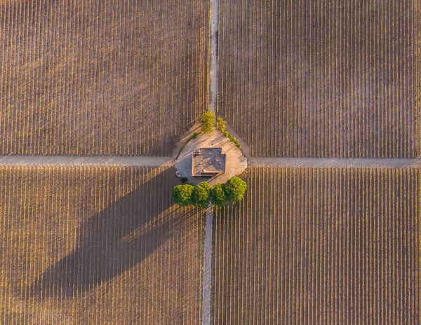 Aerial View Vineyard Plantation Late Afternoon Lights Europe Drone Shot — Stock Photo, Image