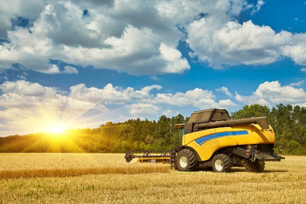 stock image Combine harvester working on a wheat field. Seasonal harvesting the wheat. Agriculture.