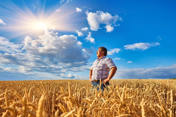 快乐的农民自豪地站在麦田里 农艺学家穿着企业制服 看着农田上的相机 种植谷类作物丰产 — 图库照片