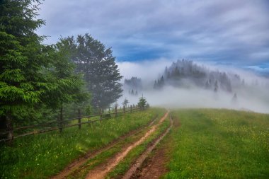 Dağlarda sis ve sıra sıra ağaçlarla kaplı bir manzara.