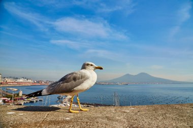 Napoli, Campania, İtalya ve Avrupa 'daki Vesuvius Dağı' nda panoramik manzaralı Castel dell Ovo Yumurta Şatosu 'nun duvarındaki martı. Napoli limanında feribot var. Bulutlar ve deniz manzarası.