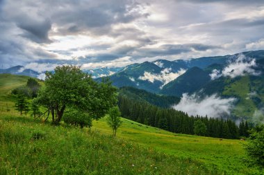 Alplerde yeşil çayırlar, çiçek açan çiçekler ve arka planda karla kaplı dağ tepeleri olan Idyllic manzarası.