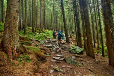Bir grup turist macera gezgini güneşli bir günde yüksek yeşil çam ormanlarına giden yolda yürüyor.
