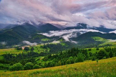 Alplerde yeşil çayırlar, çiçek açan çiçekler ve arka planda karla kaplı dağ tepeleri olan Idyllic manzarası.