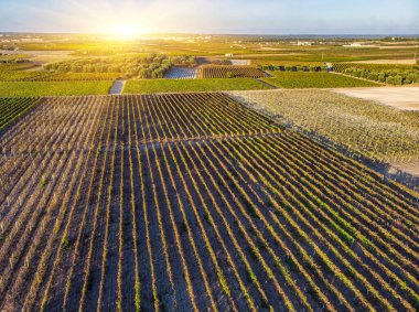 Gün batımında yeşil bir üzüm bağının havadan görünüşü