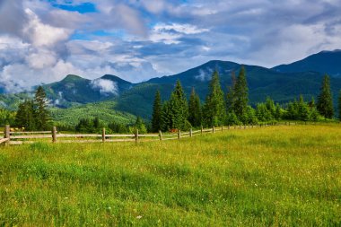 Alplerde yeşil çayırlar, çiçek açan çiçekler ve arka planda karla kaplı dağ tepeleri olan Idyllic manzarası.