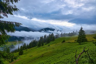 Alplerde yeşil çayırlar, çiçek açan çiçekler ve arka planda karla kaplı dağ tepeleri olan Idyllic manzarası.