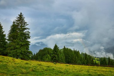 Alplerde yeşil çayırlar, çiçek açan çiçekler ve arka planda karla kaplı dağ tepeleri olan Idyllic manzarası.