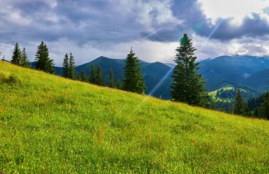 Alplerde yeşil çayırlar, çiçek açan çiçekler ve arka planda karla kaplı dağ tepeleri olan Idyllic manzarası.