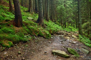Dağın yamaçlarındaki karanlık bir çam ormanında patika. Karpatlar, Ukrayna, Avrupa. Güzellik dünyası. Vintage filtresi