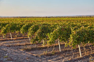 Sonbahar manzarası. Bir üzüm bağının altın yaprakları bir çöküş ışınları içinde parlıyordu. Dağların arka planında ve bulutlu gökyüzünde.