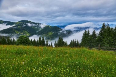 Alplerde yeşil çayırlar, çiçek açan çiçekler ve arka planda karla kaplı dağ tepeleri olan Idyllic manzarası.