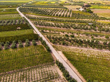 Üzüm bağları üzerinde hava manzarası. Rolling Hills Doğa Alanı. Kalp şeklinde şarap yolu olan Avrupa üzüm bağları.