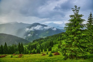 Sabah ışığında dağ çayırında. Çimenli tepenin arkasındaki ormanın arkasında sisli bir vadi ile ilkbahar manzarası. Parlak mavi gökyüzünde kabarık bulutlar. Doğa tazeliği kavramı