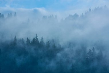 Dağlarda sis ve sıra sıra ağaçlarla kaplı bir manzara.