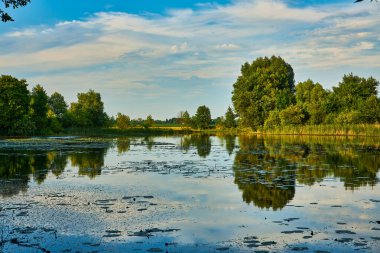 Rüzgarsız havada güzel göl manzarası Yazın bulutlu bir günde yeşil sazlıklar