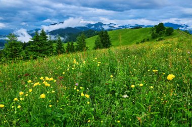 Alplerde yeşil çayırlar, çiçek açan çiçekler ve arka planda karla kaplı dağ tepeleri olan Idyllic manzarası.