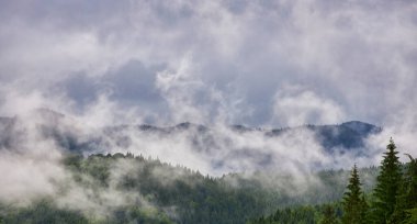 Dağlardaki soyut manzara, ormandaki sis...
