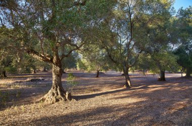 petrokefali crete, Yunanistan, Avrupa'nın yakın zeytin ağacı meyve bahçesi