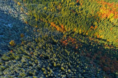 Yeşillik mevsiminde ormanın havadan görünümü. Doğal yeşil, turuncu ve sarı arka plan. Drone'dan fotoğraf.