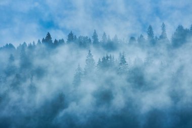 Eski moda hippi tarzında köknar ormanı olan puslu bir manzara.