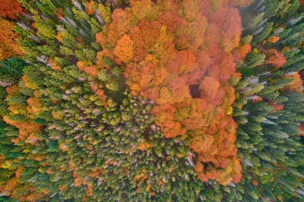 드론으로가을 수있습니다 숲에는 나무들이 있습니다 가을을 배경으로 하늘에서 내려다본 나무들이 — 스톡 사진